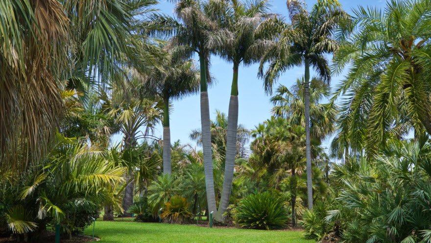 Palm and Cycad Arboretum , United States